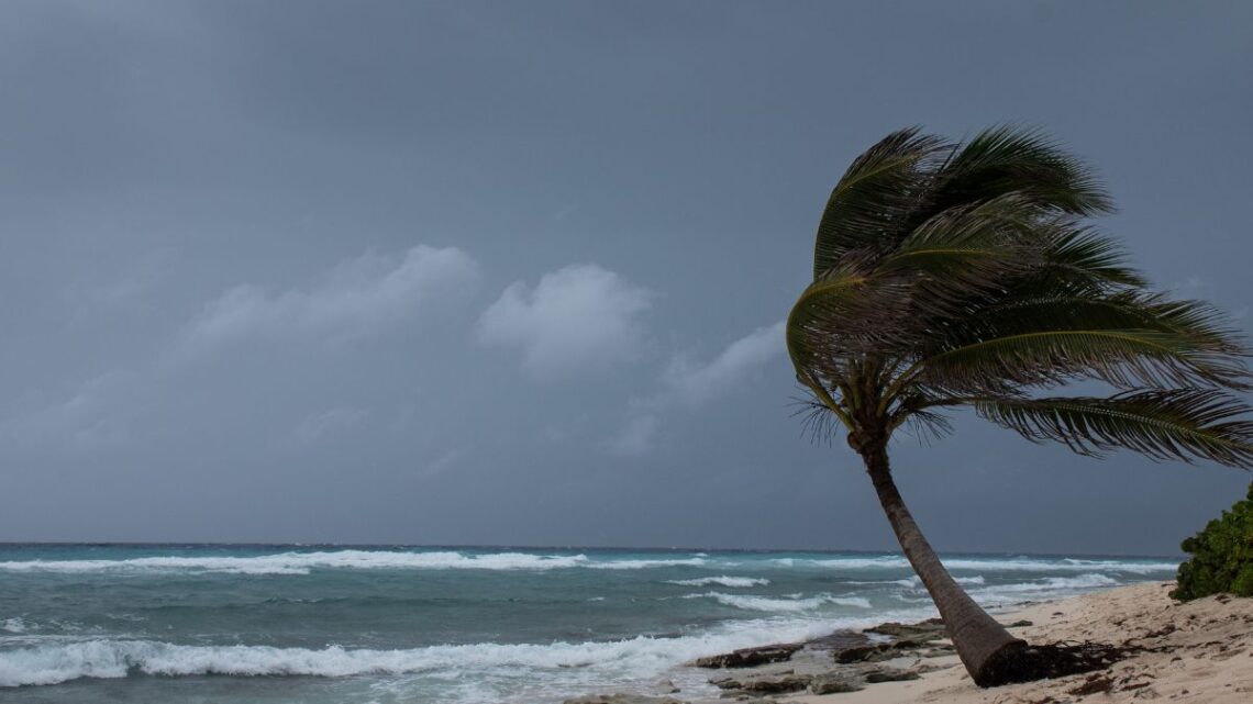 A palm tree at the sea coast getting blown by a hurricane