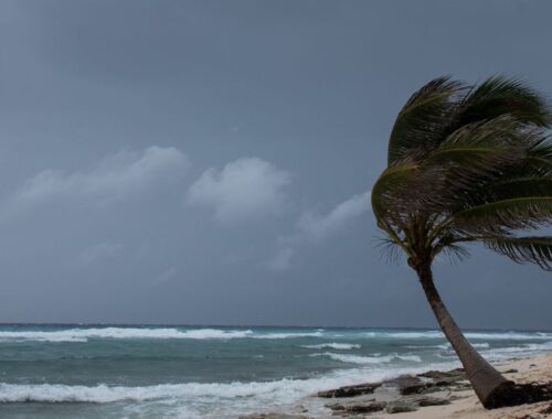 A palm tree at the sea coast getting blown by a hurricane