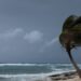 A palm tree at the sea coast getting blown by a hurricane