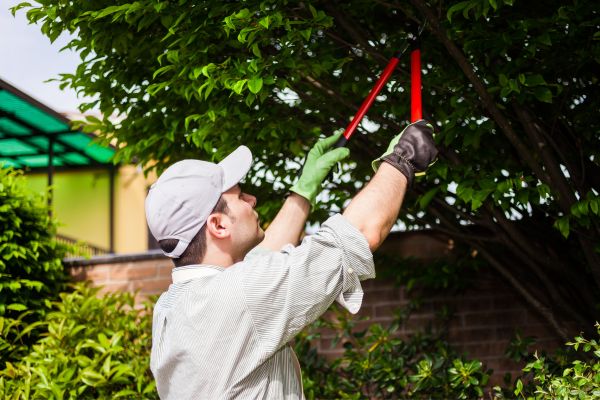 A young man in cap and gloves is pruning a tree